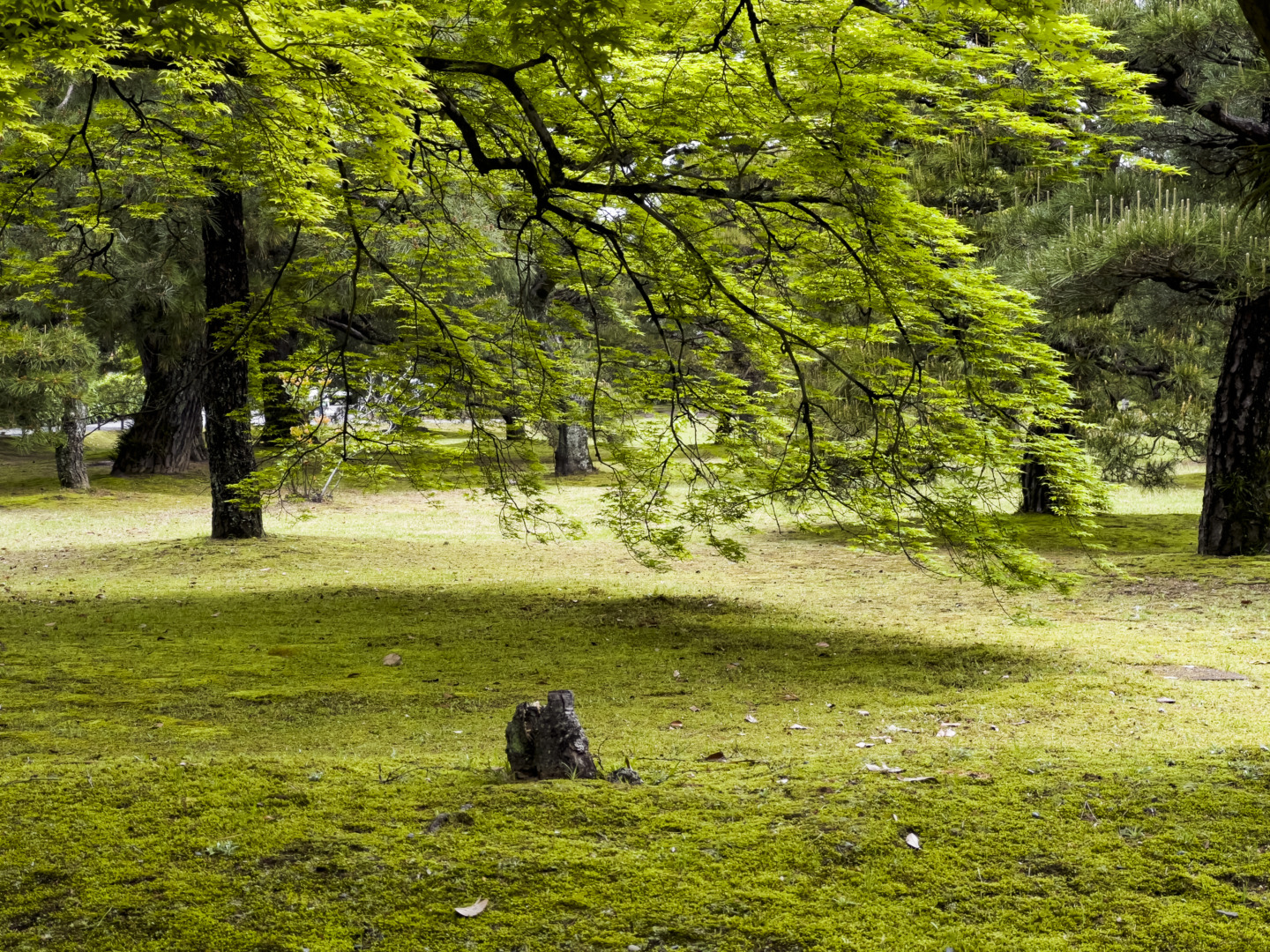 京都 桂離宮 穂垣 御幸門 表門 腰掛 蘇鉄山 松琴亭 賞花亭 笑意軒 園林堂 書院 月波楼 中門｜ar'teryx ZIN'｜田畑雅行｜ar'teryx｜建築設計室 アーキテリクス｜名古屋の設計事務所
